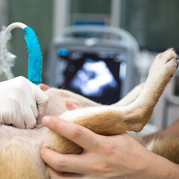 Dog Ultrasound