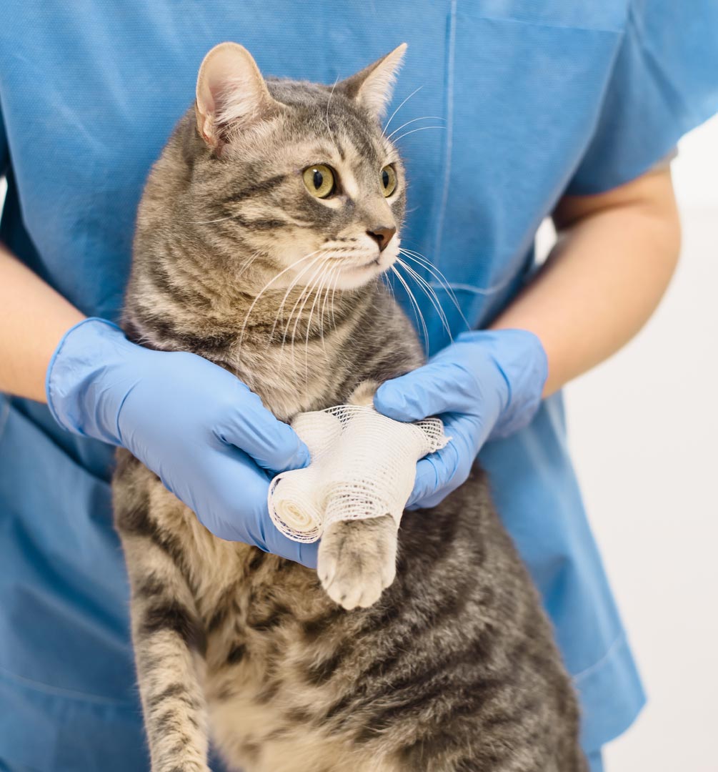 Doctor Bandaging Cats Leg