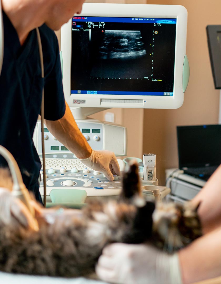 Technicians Performing Ultrasound On Cat