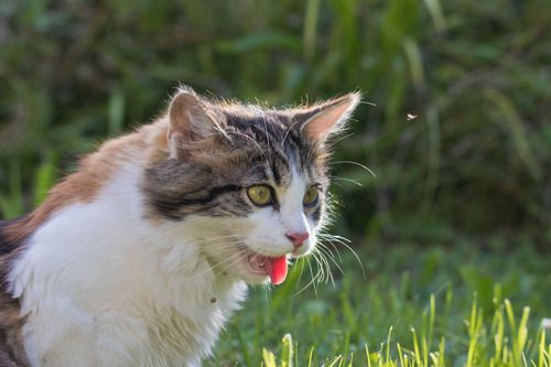 gray-and-white-cat-panting-while-sitting-in-the-grass