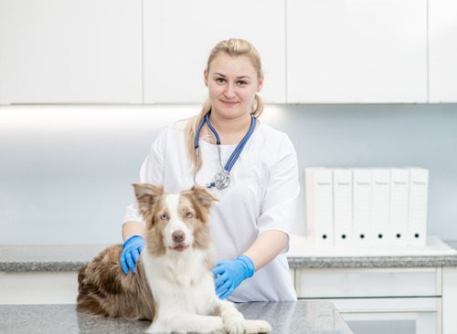 female-veterinarian-standing-next-to-australian-shepherd-dog-at-veterinary-clinic