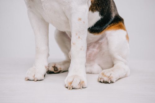 close-up-of-beagle-dog's-paws-against-gray-background