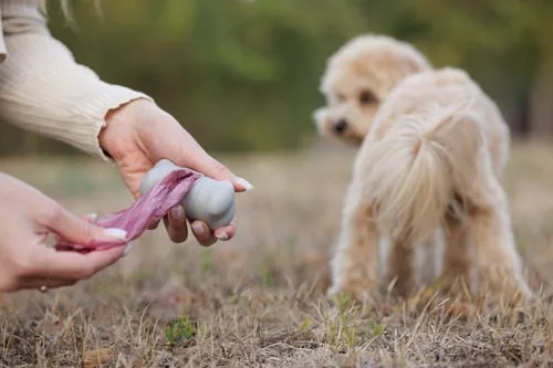 female-owner-pulling-out-disposable-dog-poop-bag-at-the-park-to-clean-up-after-maltipoo-dog