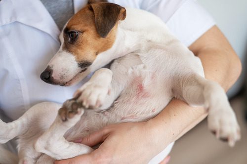 veterinarian-holding-jack-russell-terrier-dog-with-dermatitis