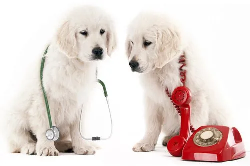 two-retriever-puppies-one-on-the-left-with-a-stethoscope-over-his-back-and-the-one-on-the-right-with-a-red-dial-up-phone-cord-over-his-back