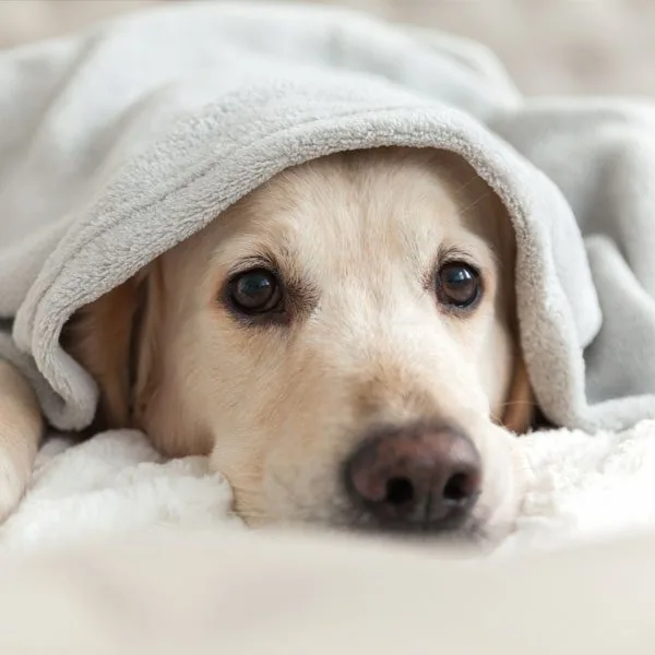 Dog On Bed Under Blanket