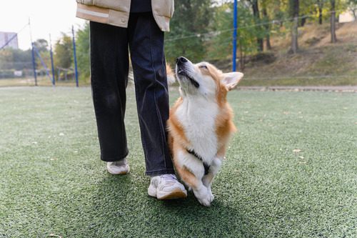 female-owner-walking-with-corgi-dog-as-dog-looks-up-at-her