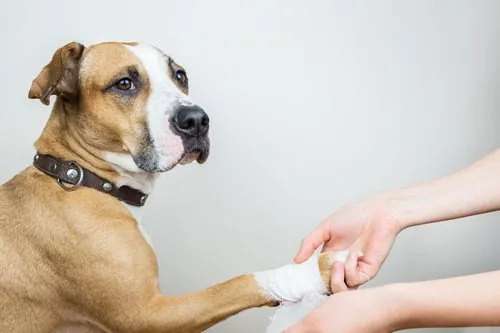 boxer-breed-dog-has-paw-bandaged-by-owner