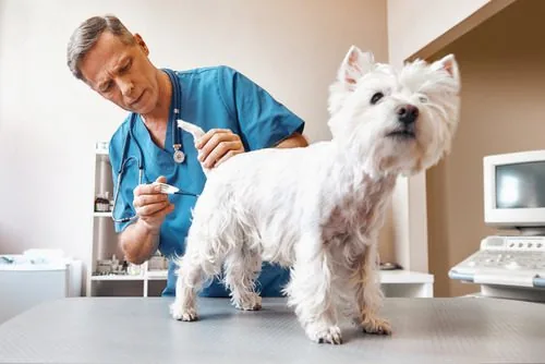 male-vet-taking-rectal-temperature-of-small-white-dog-at-clinic