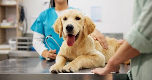 female-vet-talking-with-female-pet-owner-while-golden-retriever-dog-lays-on-exam-table