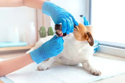 vet-examining-jack-russell-terrier-dog's-mouth-at-clinic