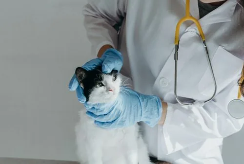 vet-examining-cat's-left-eye-at-clinic