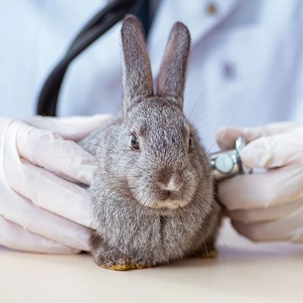 veterinarian wearing gloves checking rabbit's heart beat using stethoscope
