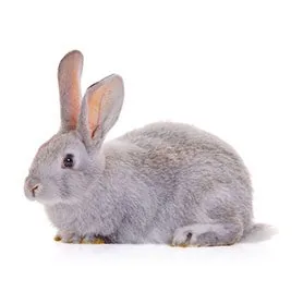 Grey Rabbit
