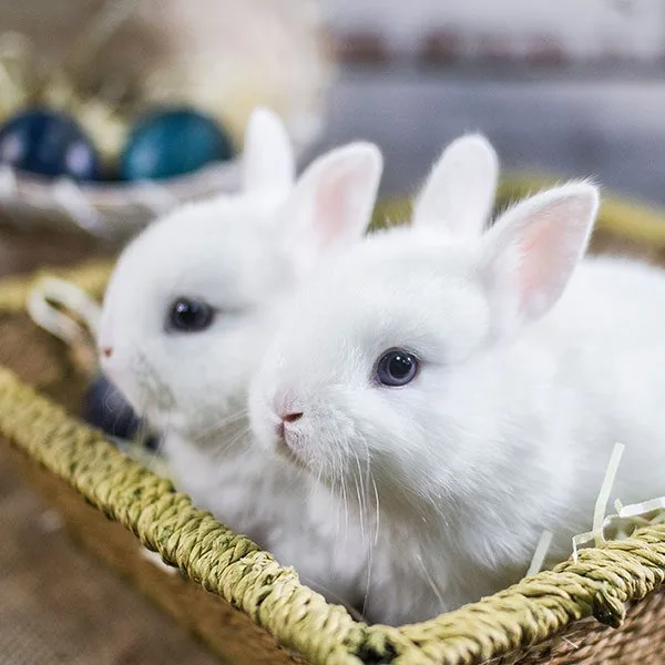 two white rabbits sitting in square basket