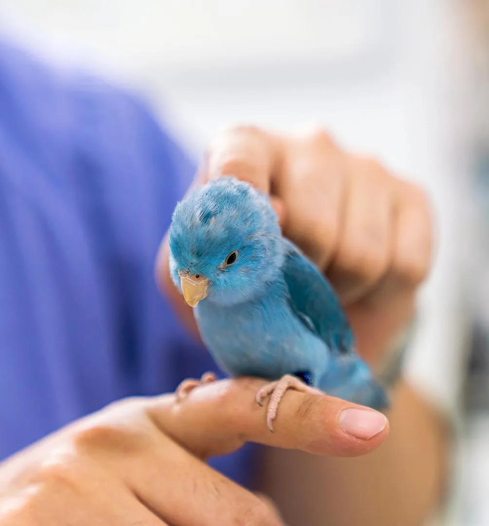 male veterinarian gently petting blue bird perched on his finger