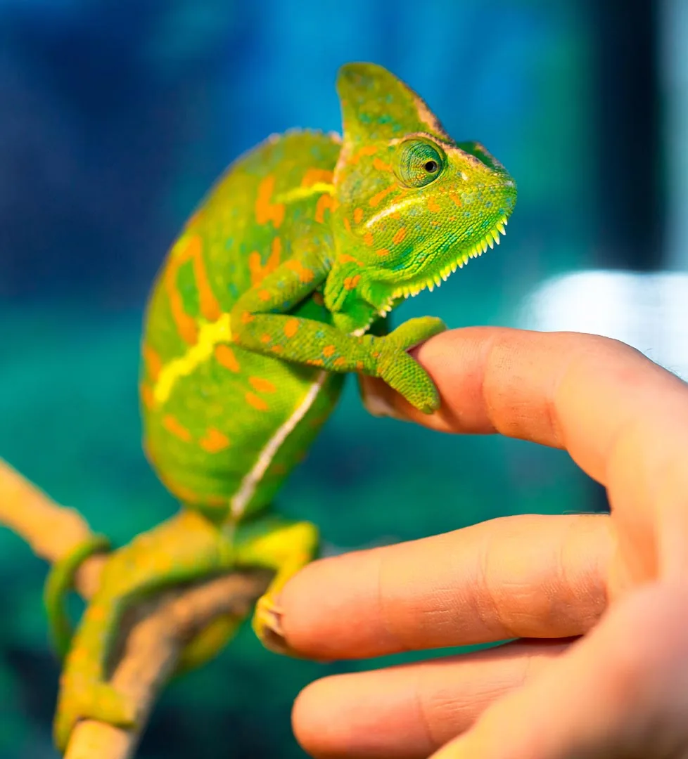 Green and orange chameleon crawling onto person's outreached finger indoors