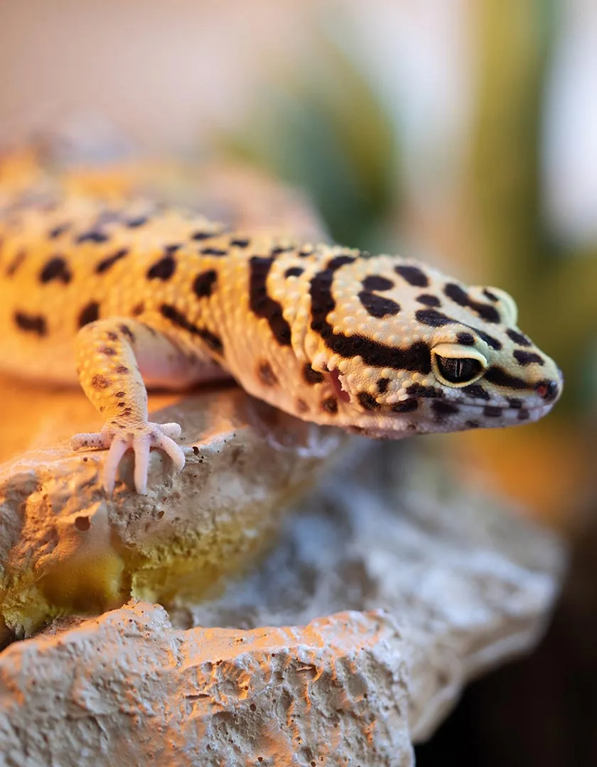 leopard gecko perched on rock in enclosure with blurry background