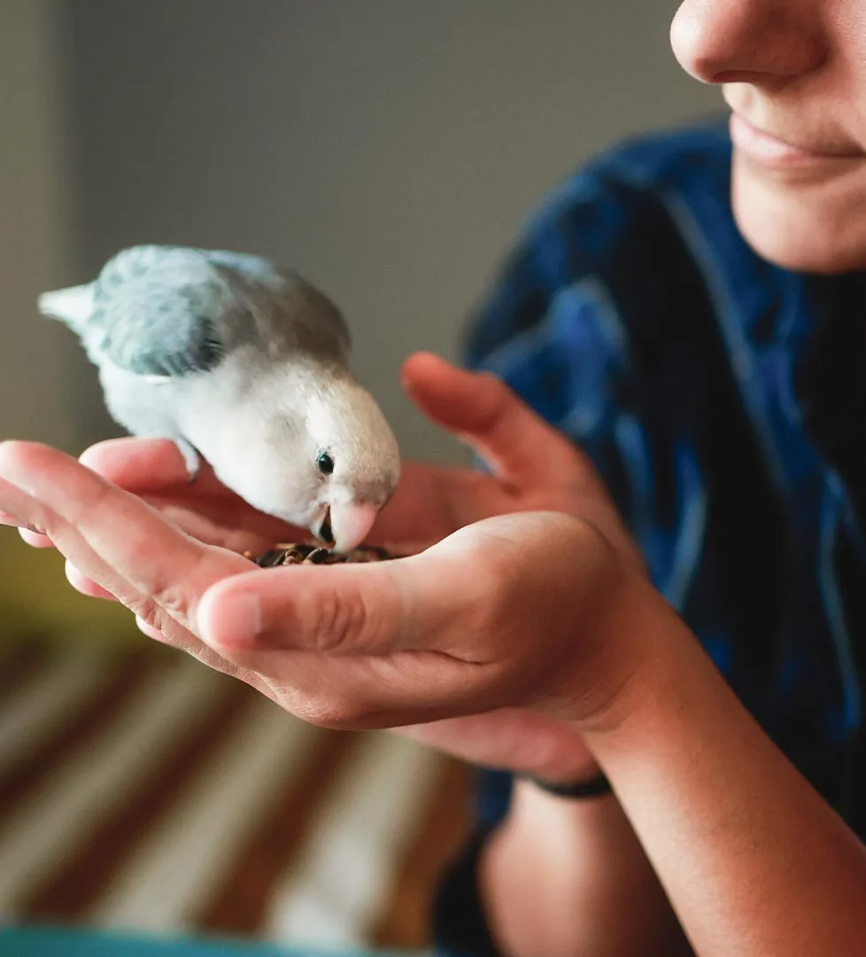male feeding white bird small pieces of food from his hands