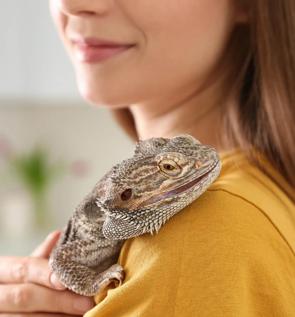 woman wearing yellow shirt smiling while perching bearded dragon on shoulder