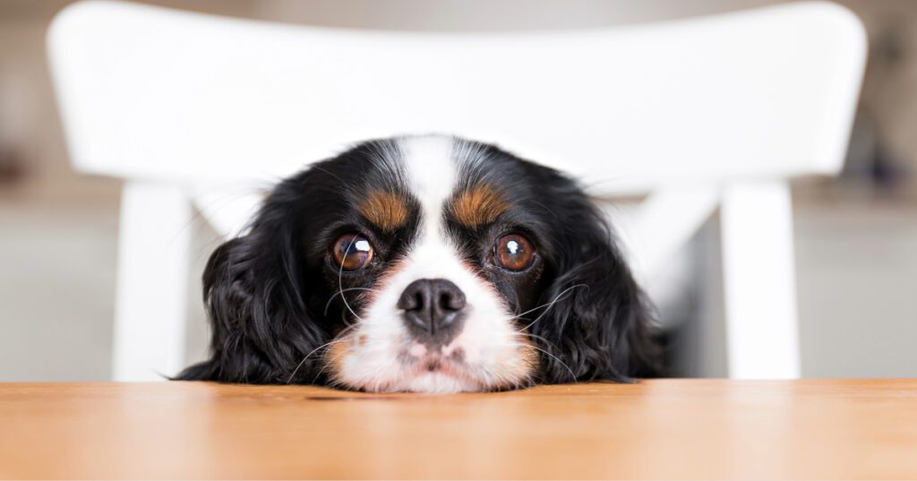 small dog resting its chin on the table begging for food