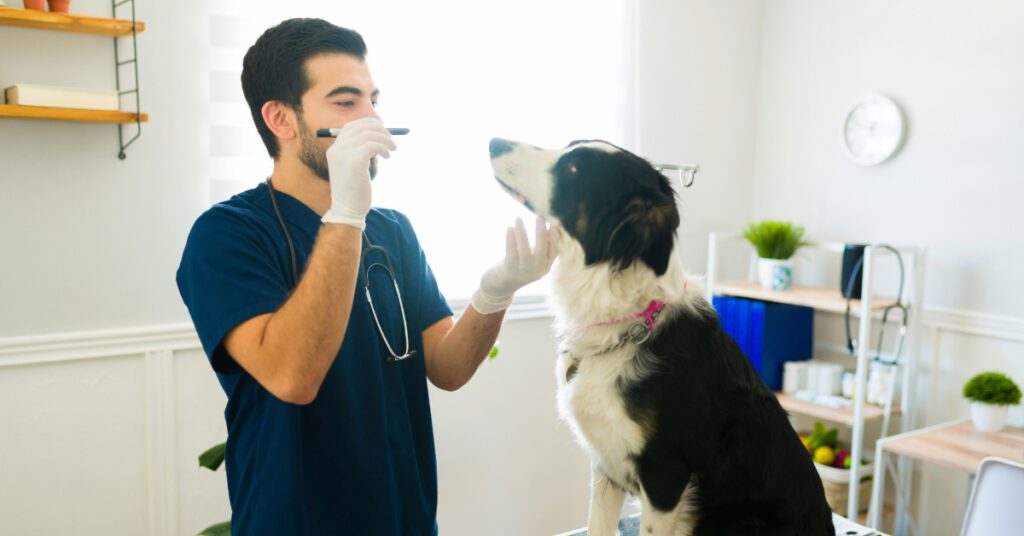 vet checking dog's eyes at clinic