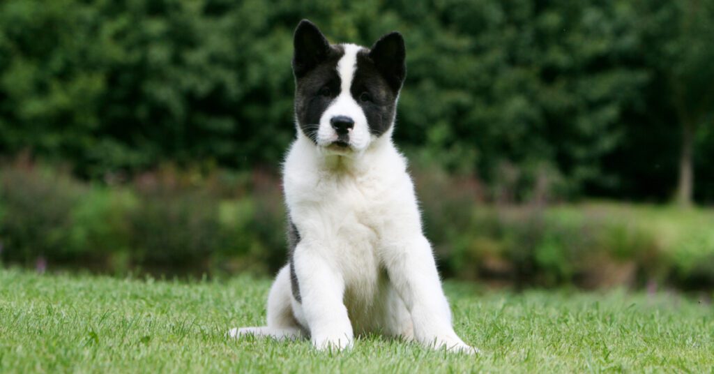 dog sitting off balance in the grass