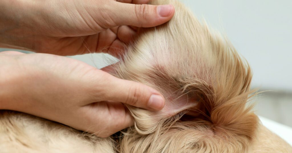 owner checking dog's ear for signs of a tick bite on a dog