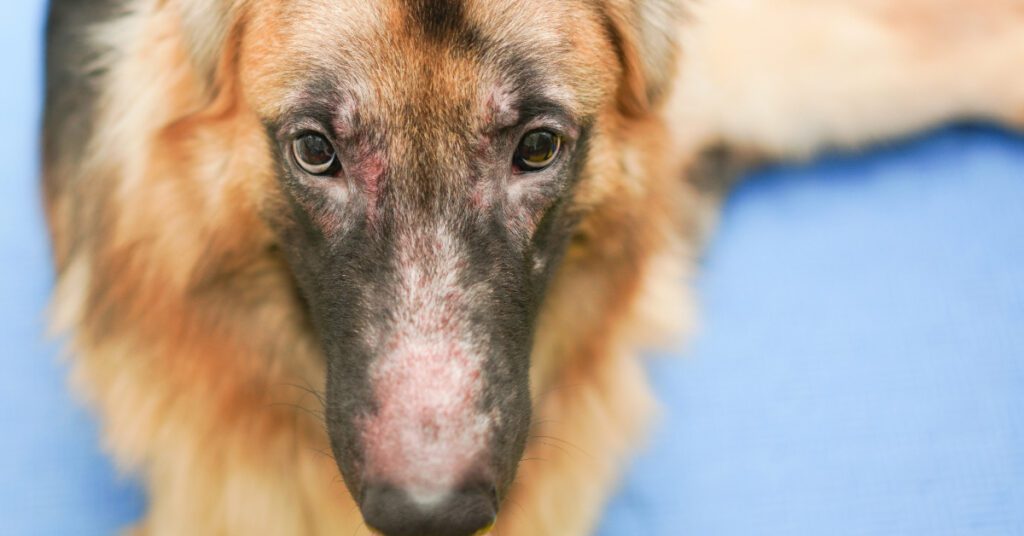 close up of German shepherd dog's face with red inflamed skin