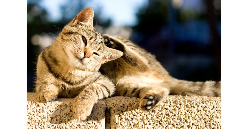 cat laying on the sidewalk scratching its face due to cat food allergies
