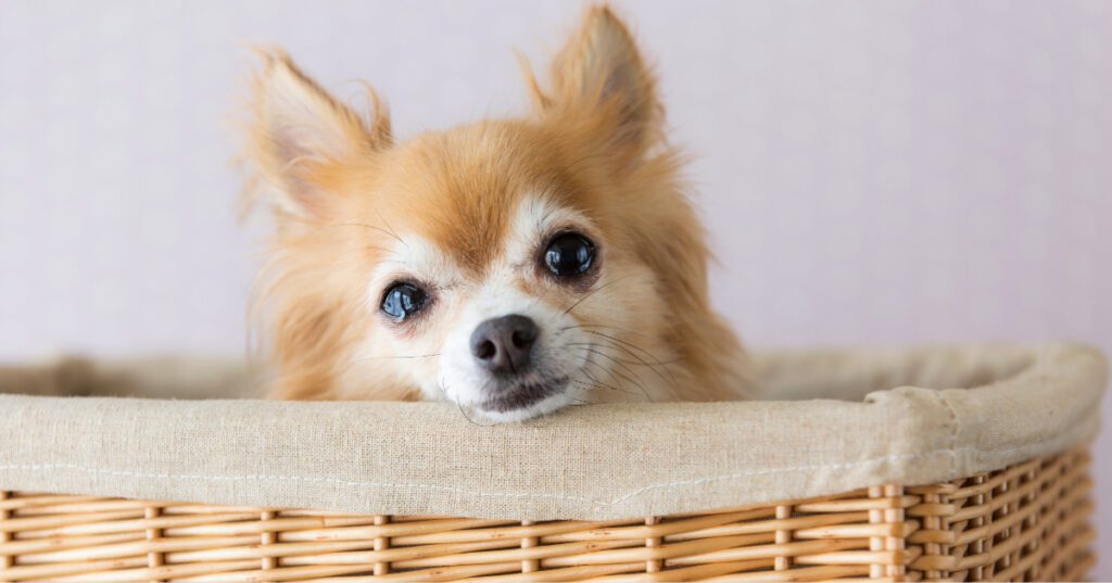 close up of a chihuahua dog with watery eyes laying in a basket