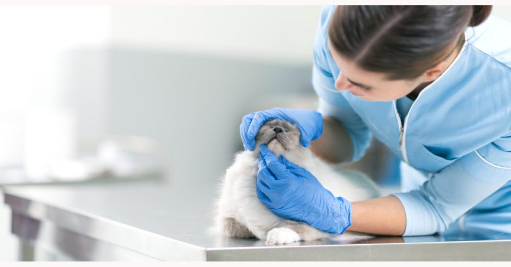 female vet examining cat's face to answer the question what do fleas in cats look like