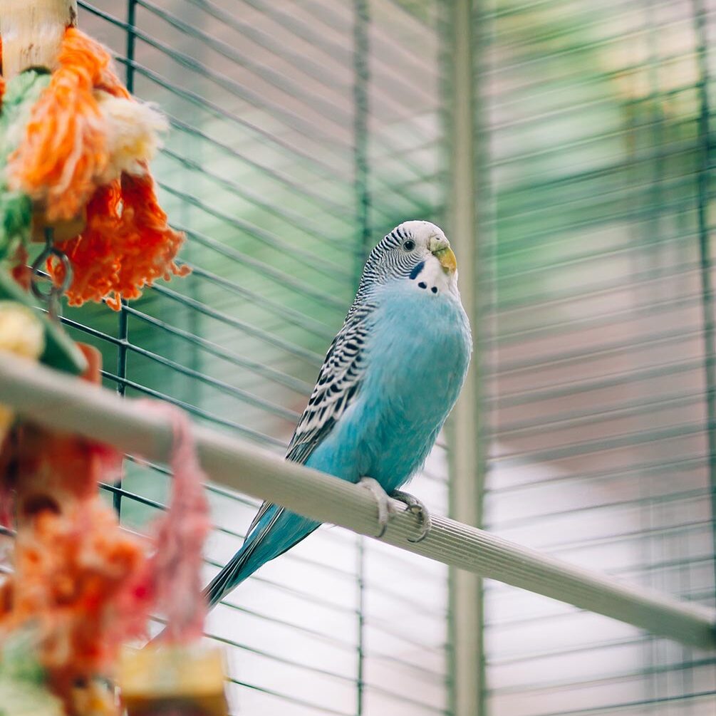 blue bird with striped black and white wings perched on wooden pole inside cage