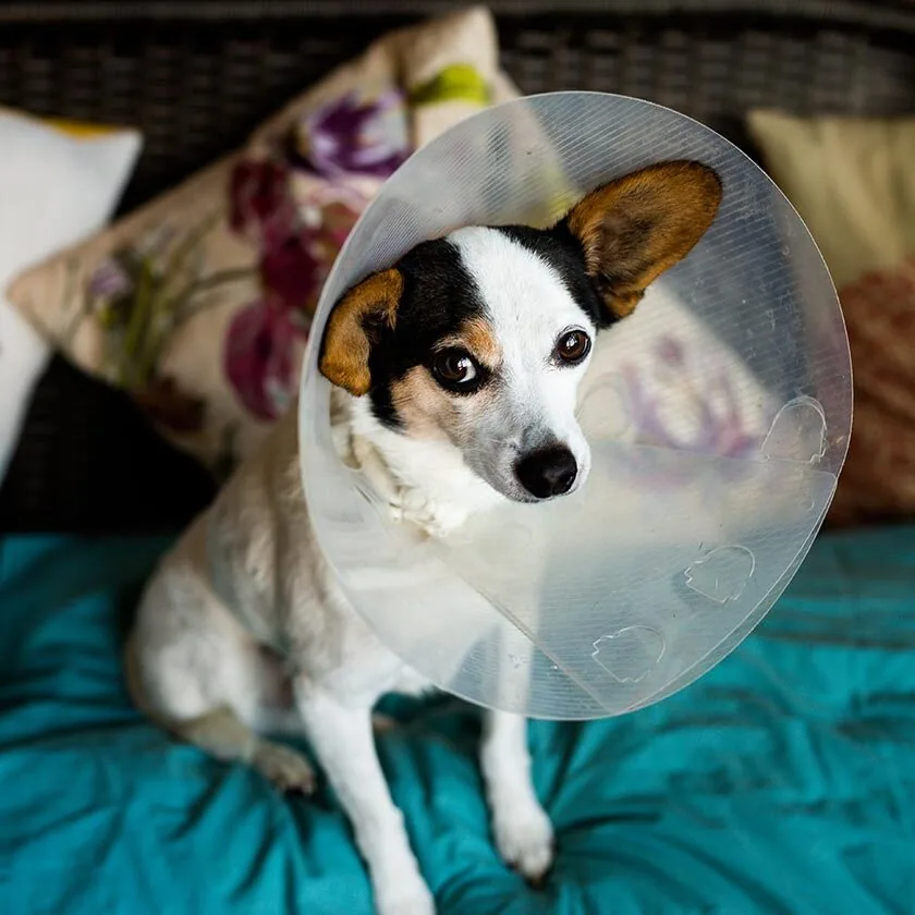 Jack Russel Wearing Cone Laying In Bed